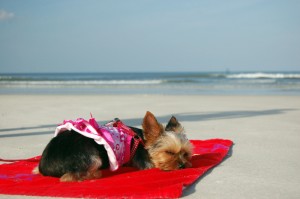 Dog sleeping on beach in St. Augustine, FL