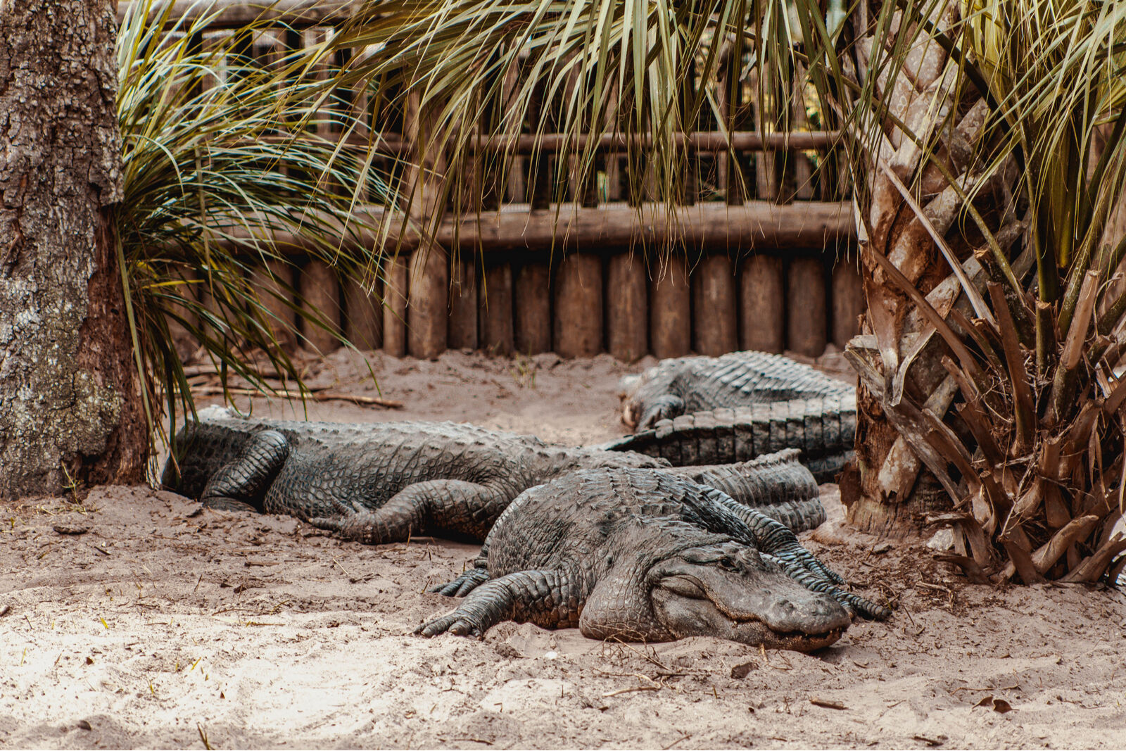 Alligators on a farm in St Augustine