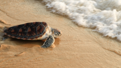 Sea Turtle Crescent Beach