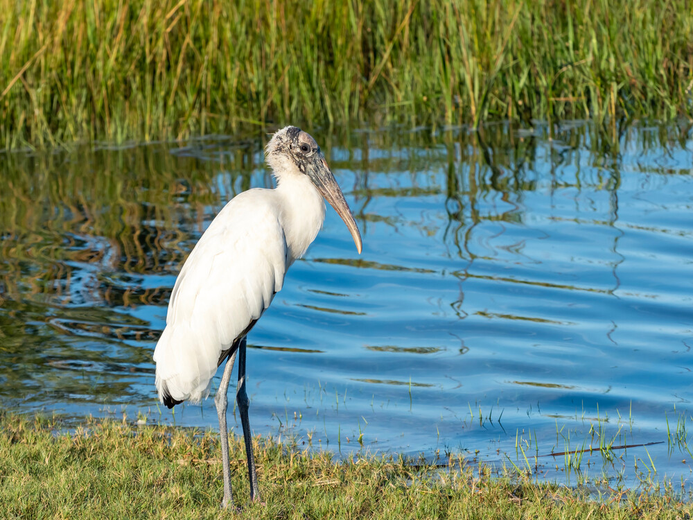 Crane in the water near our St. Augustine rentals